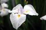 DSC_0011_edited