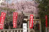 水火天満宮鳥居に桜に幟