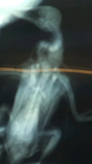 CA3H12530001