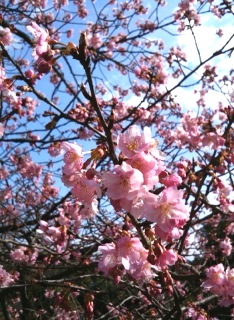 桜