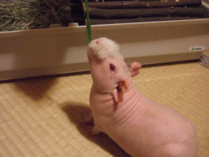 食らいついたら離れないやきぶたくん