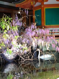 六角堂・藤
