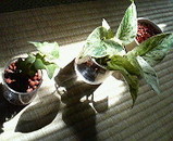 e42515d7.jpg