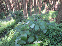 ベニバナヤマシャクヤク