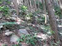 植林地の割れ岩