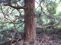 尾下トラスト地