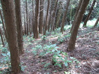 急斜面の植林地