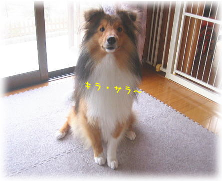 キラキラ