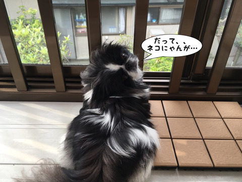 81f0c11a.jpg