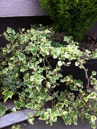 写真 2011-05-09 8 15 42