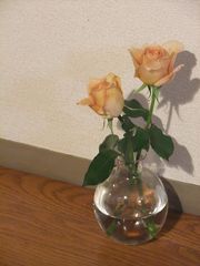 2009_1114goldenrose0006a