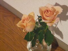 2009_1114goldenrose0011a