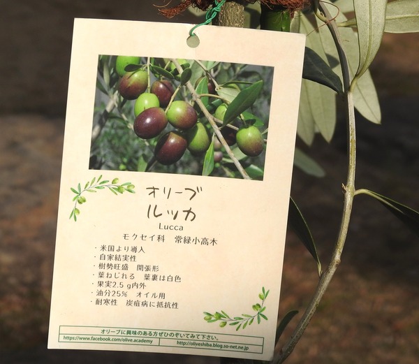 オリーブ ルッカ