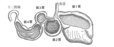 反芻胃