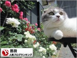 まるバナー真横