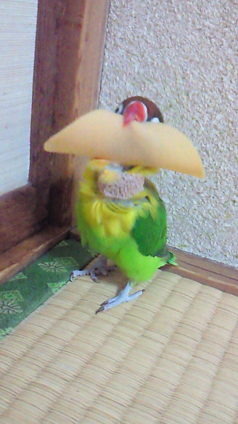 201202161336000