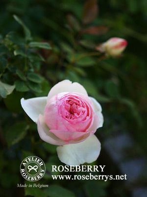 rose13