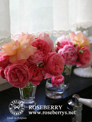rose26
