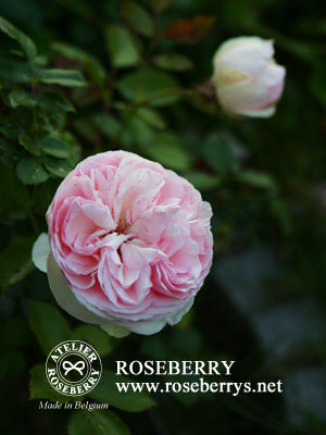 rose22