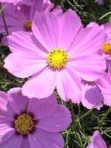 a928f6f5.jpg
