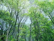 �ڰ�����