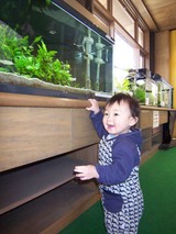魚