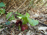 resize0596