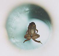 200px-Frog_diamagnetic_levitation