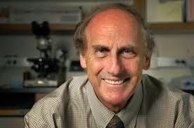 Steinman