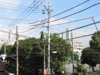 公園の緑