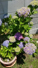 IMG_8138