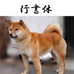 shiba