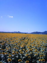 8b830bb5.jpg