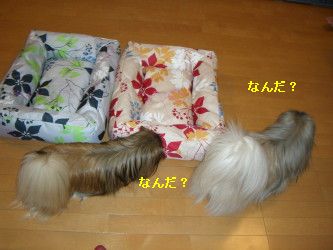 0bcd99e0.jpg