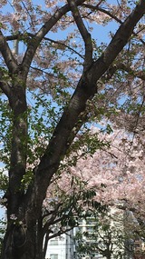 2017・葉桜