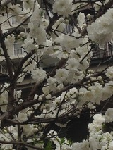 桃の花 2016