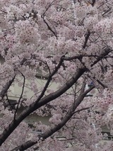 今年の桜3 2016