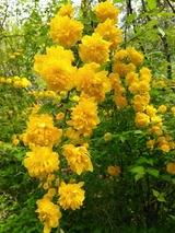 お花