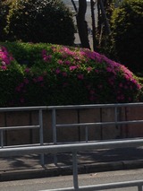 近くのツツジ