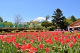 お花