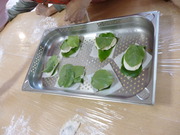 P1150667