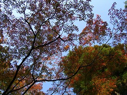 紅葉