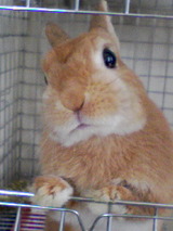cca99478.jpg