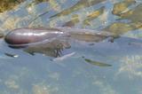 謎の魚