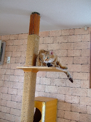 ネコの館04