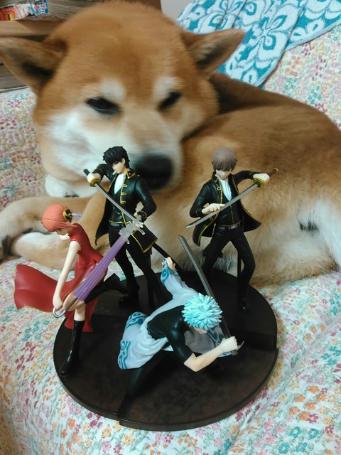 犬と