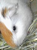 モルモット