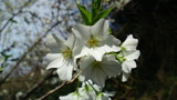 SN3J0033