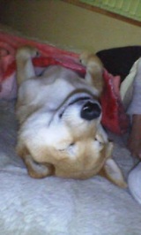 カイ爆眠中