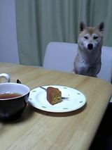 ケーキを狙う小梅